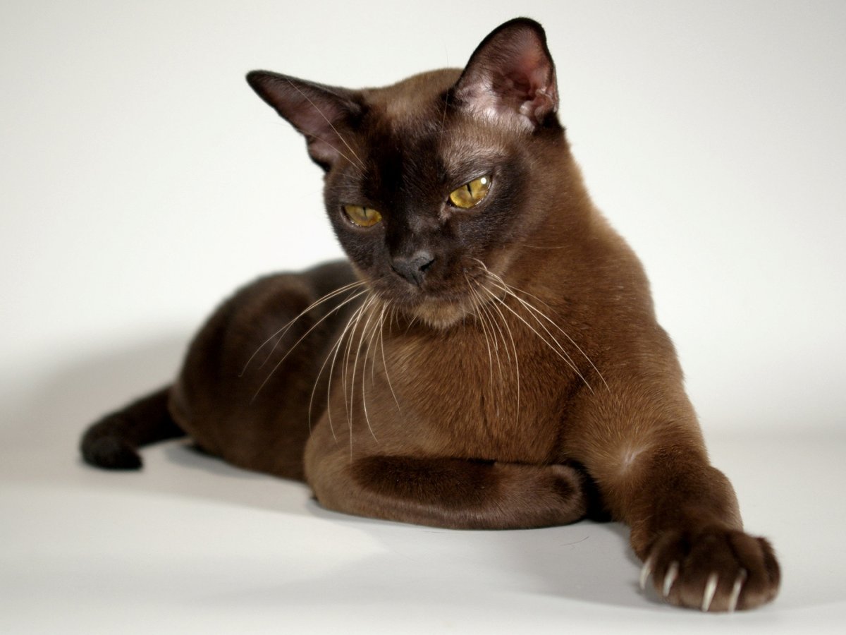 Гладкошерстные котята