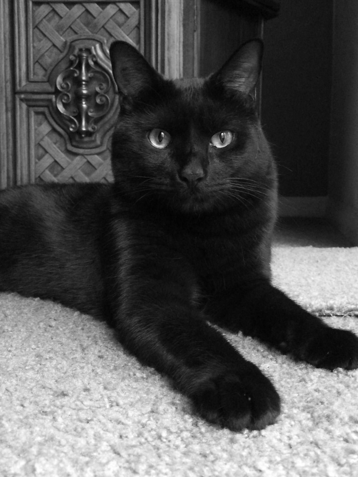 Бурманская кошка