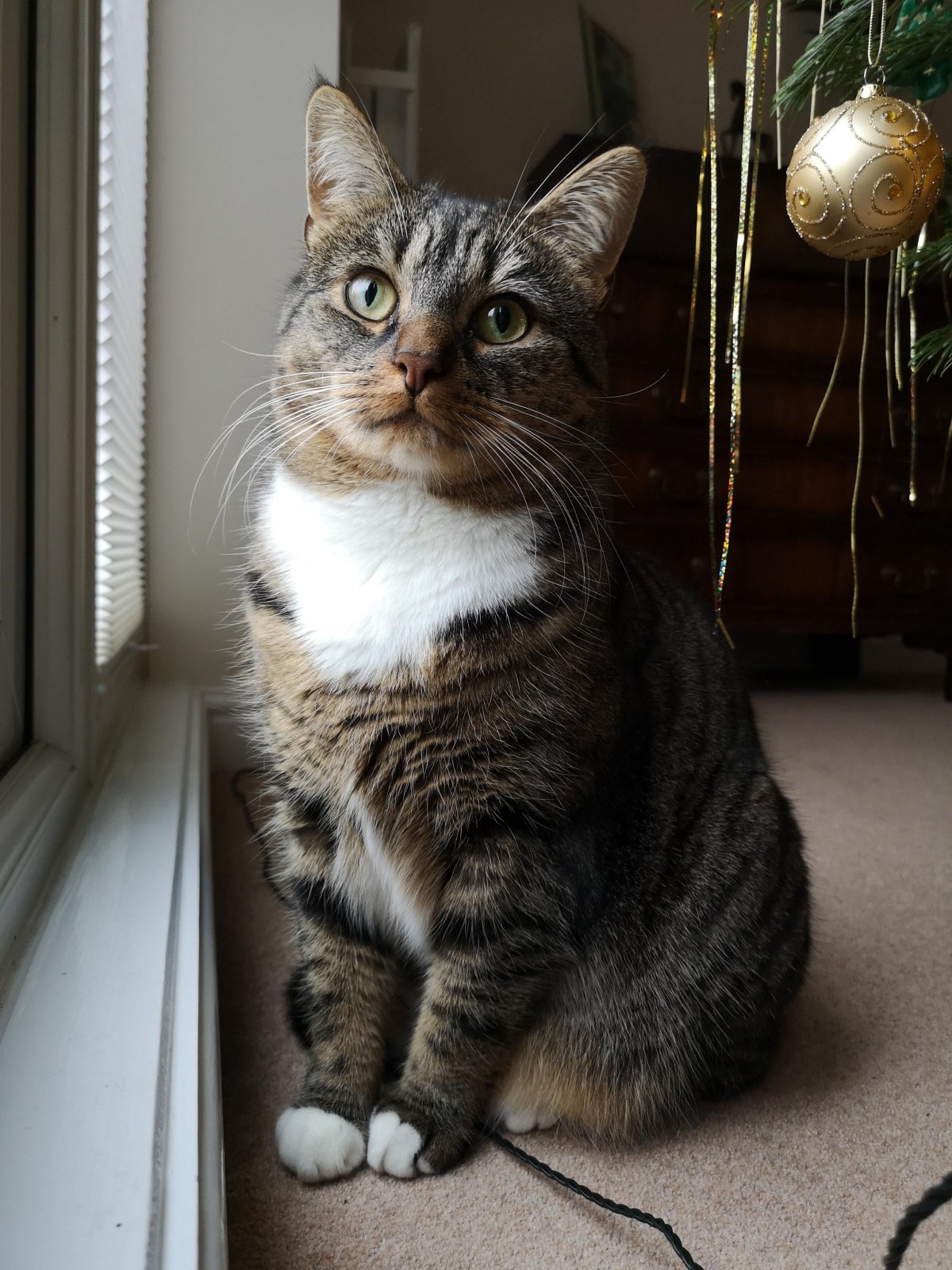 Африканская короткошерстная кошка