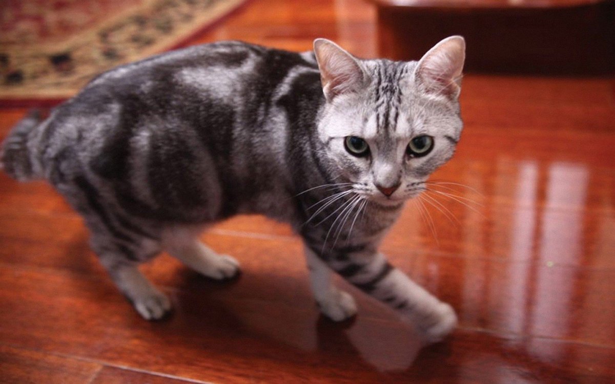 Европейская короткошерстная кошка белая