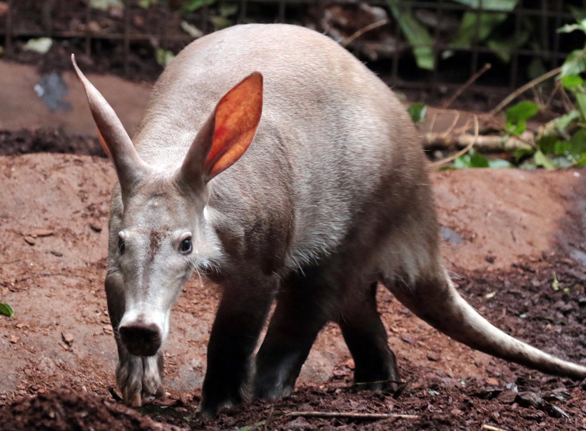 Косуха животное типа оленя