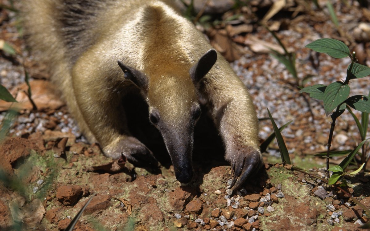 Горная носуха