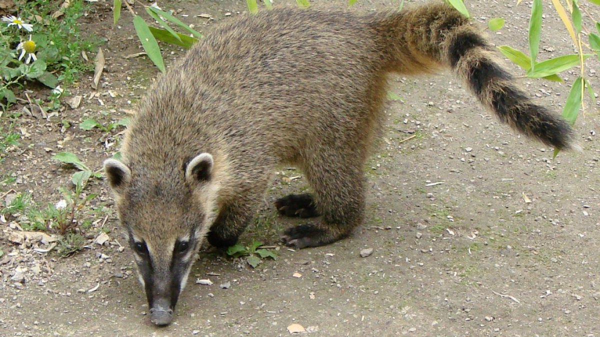 Хоботковая собачка Петерса