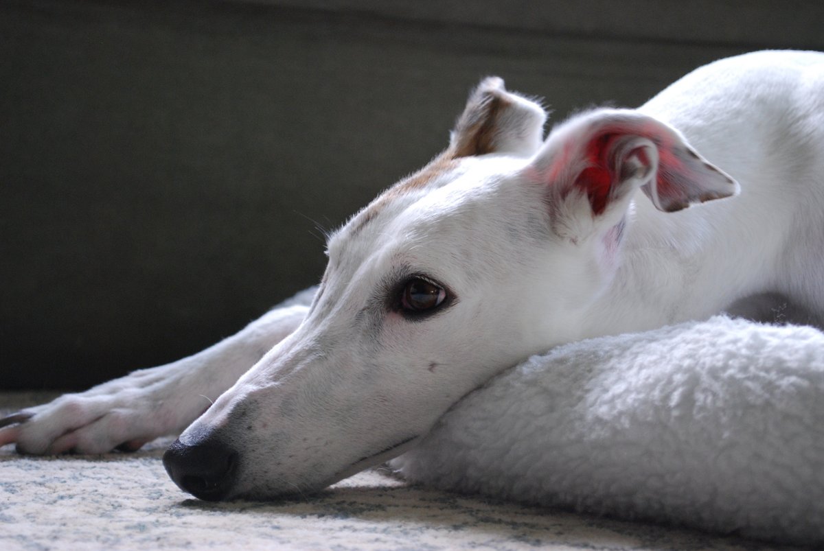 Носуха Австралия