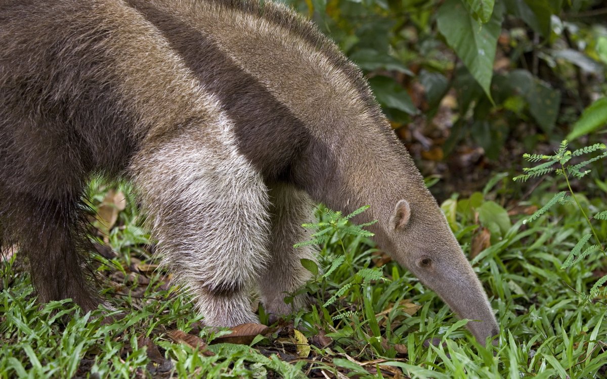 Животные Африки трубкозуб