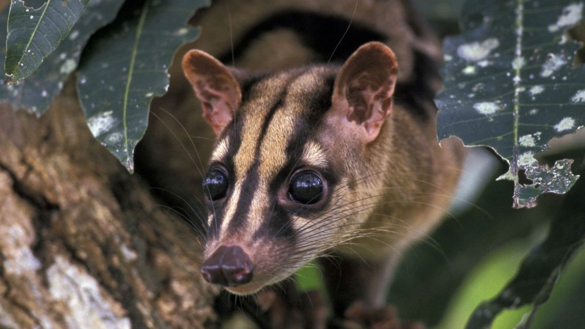Зверек с вытянутым носом