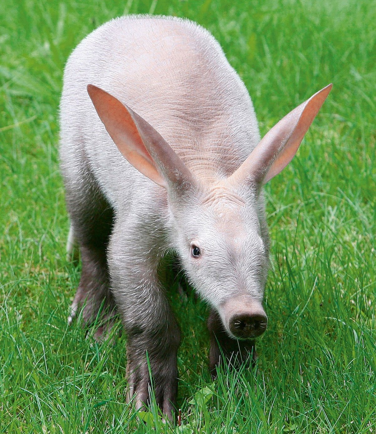 Носуха коати