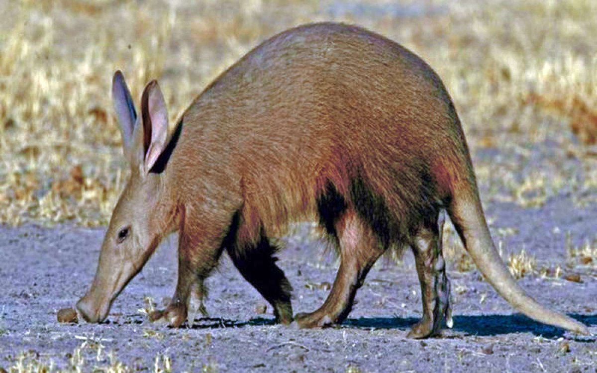 Обыкновенная носуха