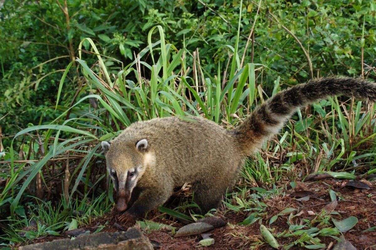 Золотистая хоботковая собачка