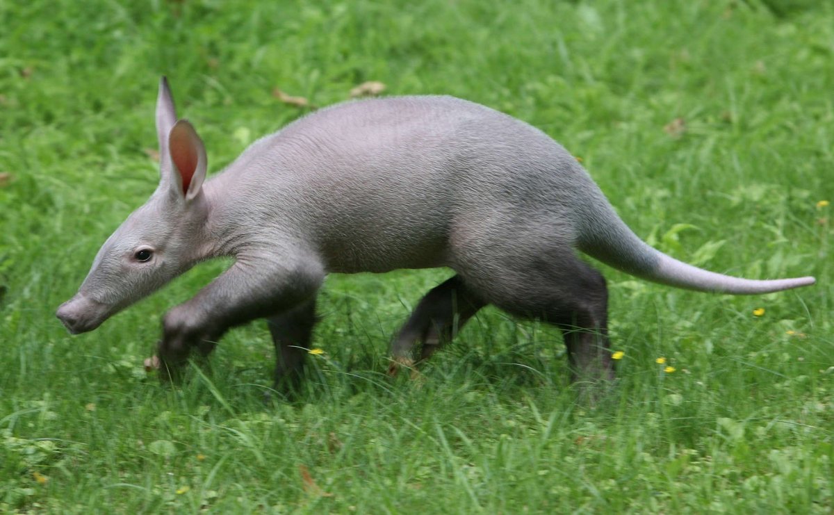 Hyorhinomys stuempkei