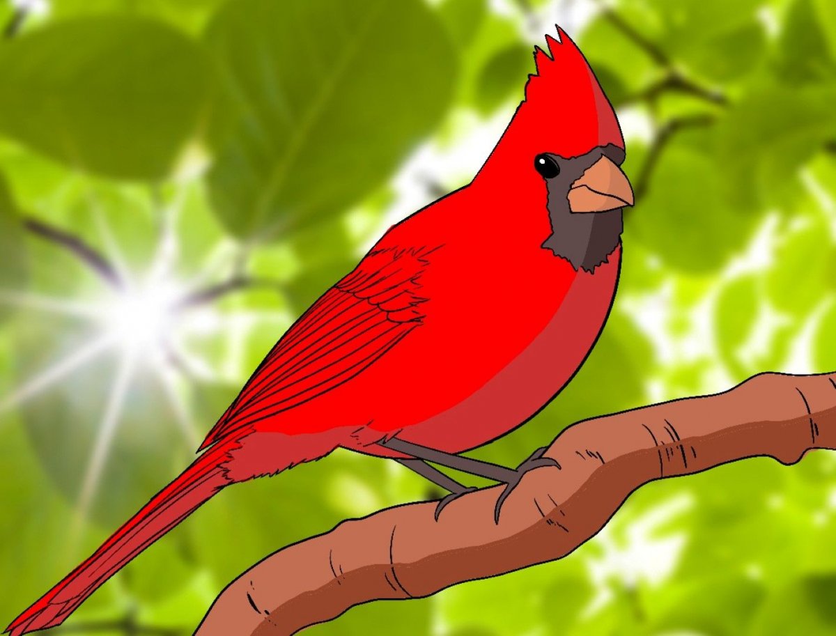 Красный Кардинал рисунок
