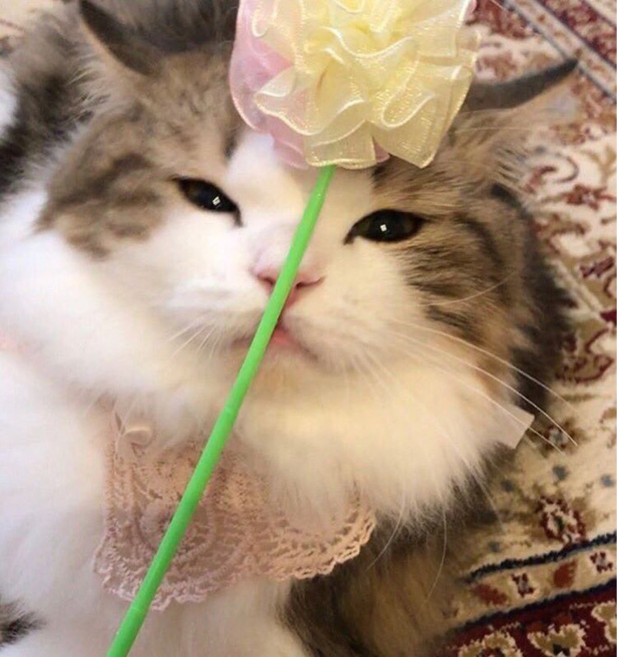 Коты мемы арт