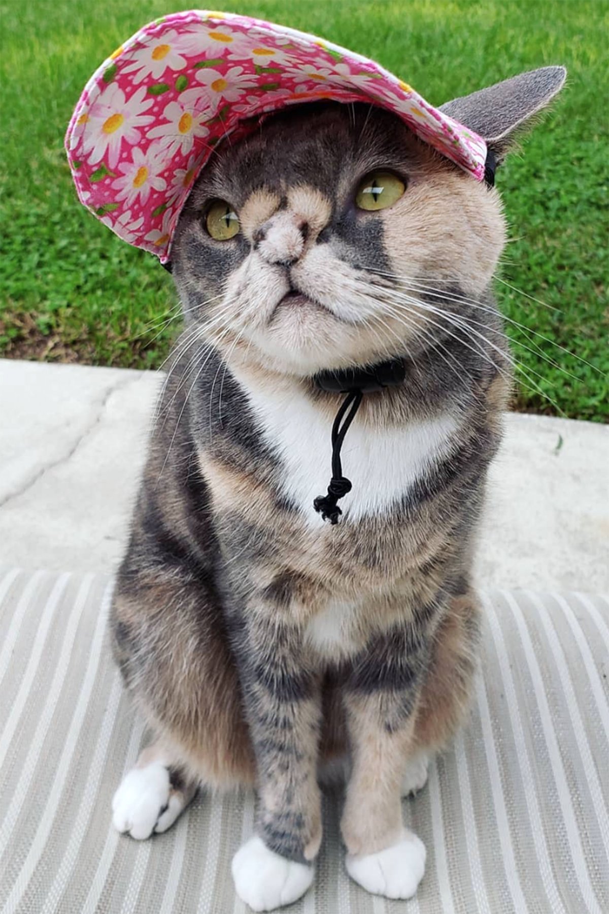 Котята дауны