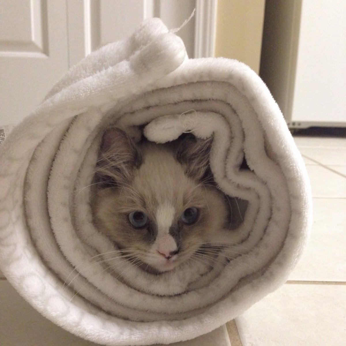 Айрис Грейс Хэлмшоу сейчас