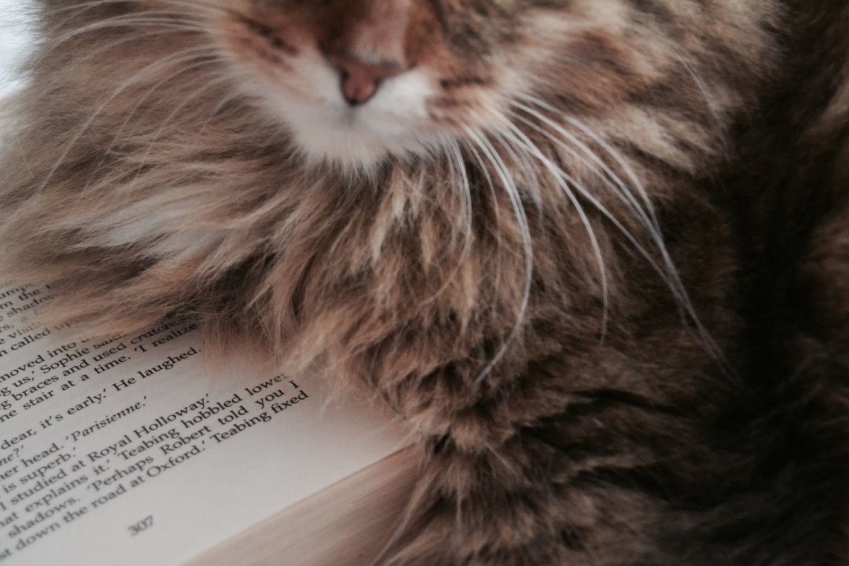 Айрис Грейс и кошки Тулы