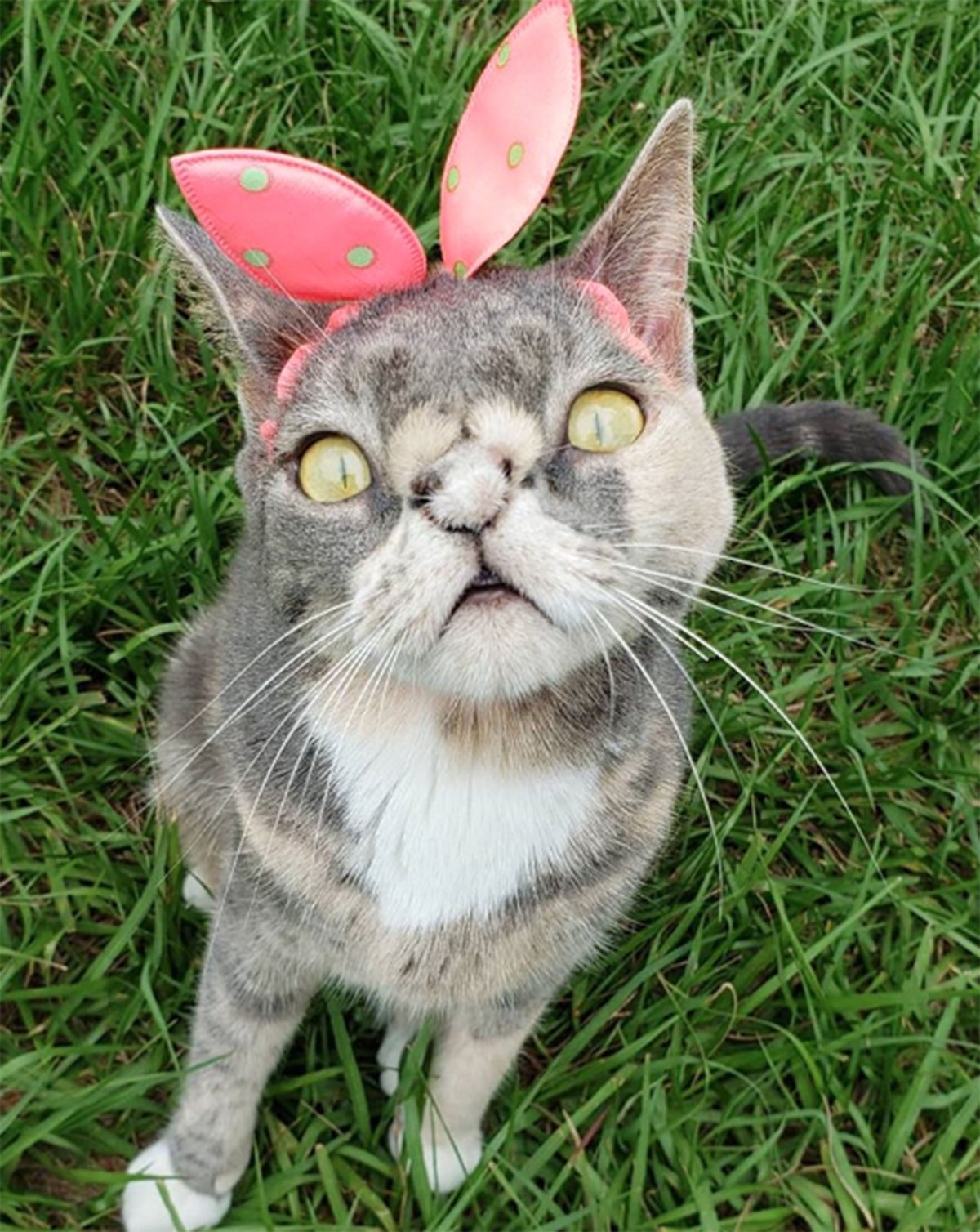 Черный кот Эстетика