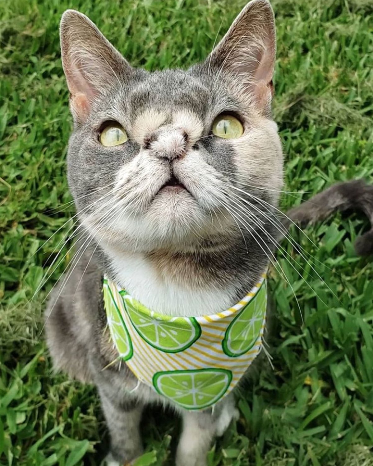 Девочка с котом