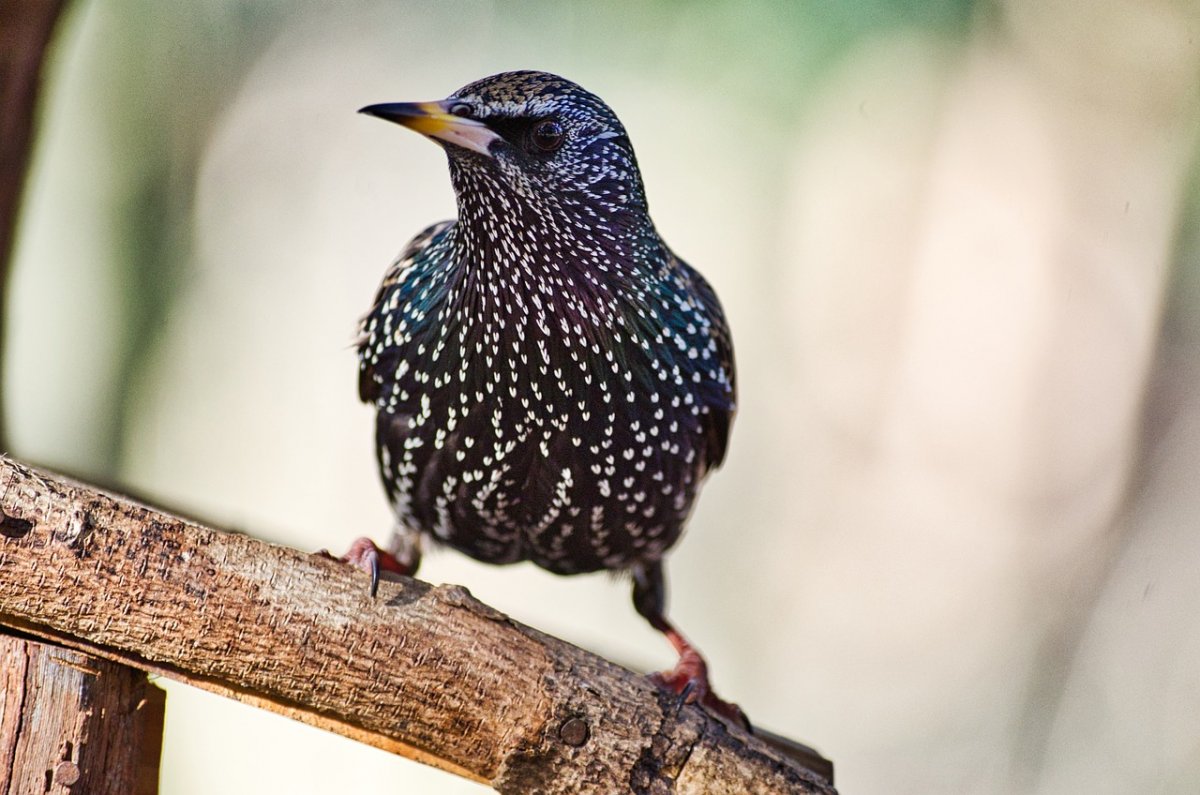 Птичка в крапинку с длинным клювом