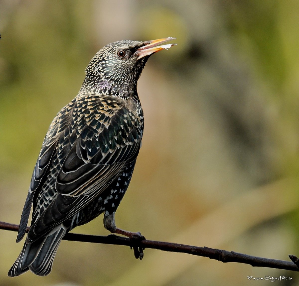 Перепел черный