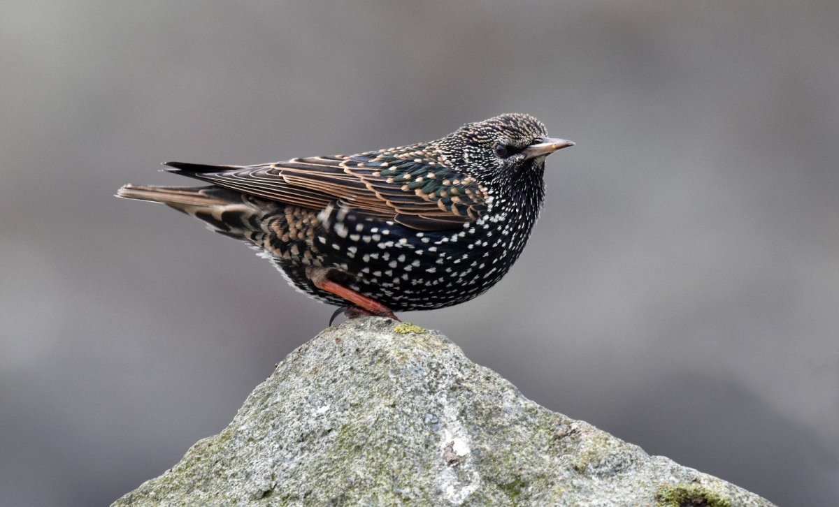 Короткохвостый скворец