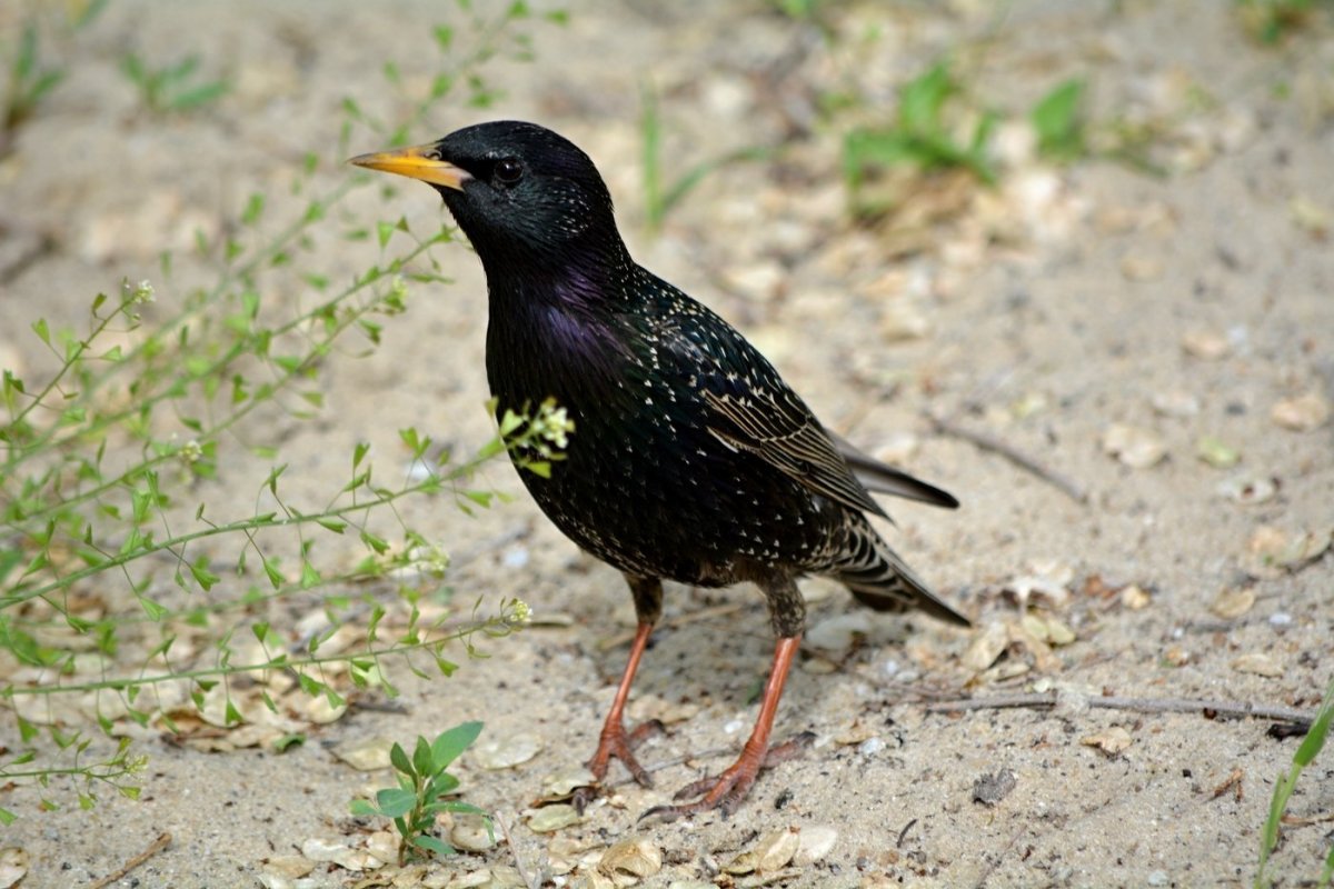 Птицы Санкт-Петербурга