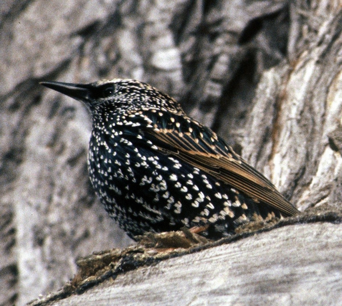 Черноклювый Дрозд птица