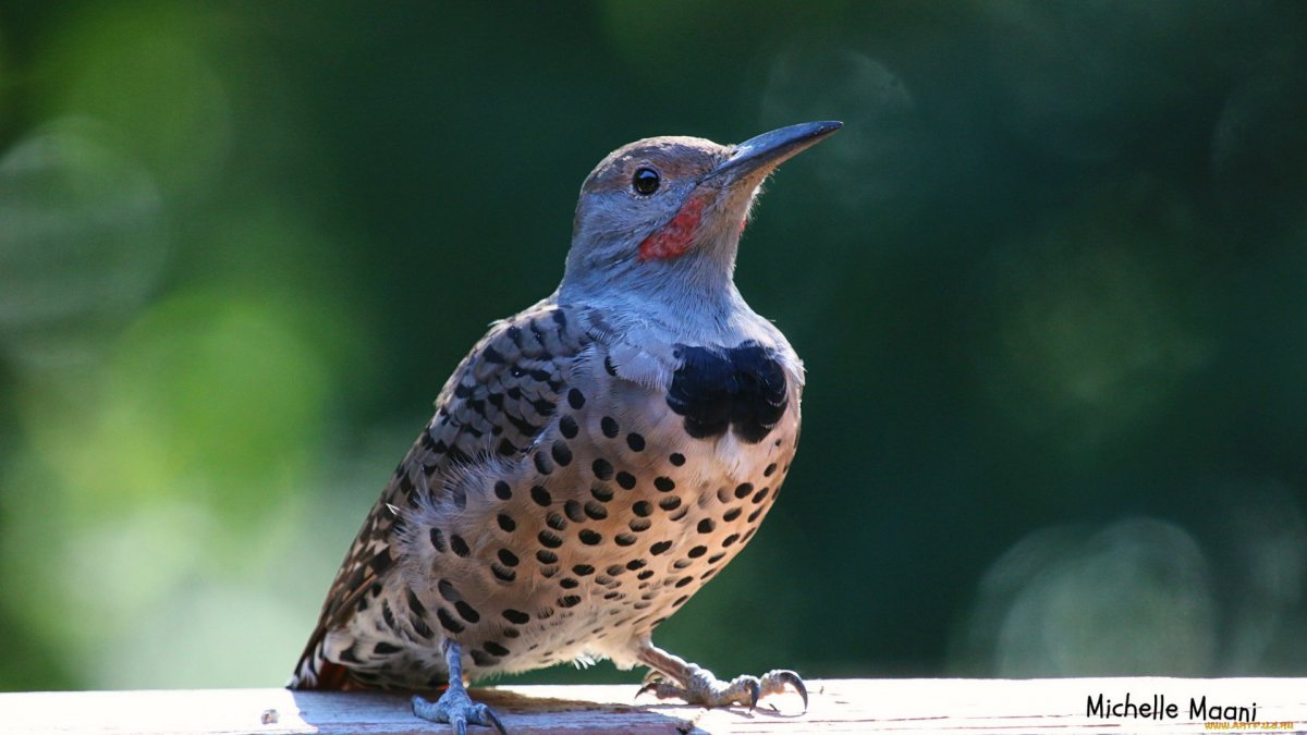 Птицы на черном фоне