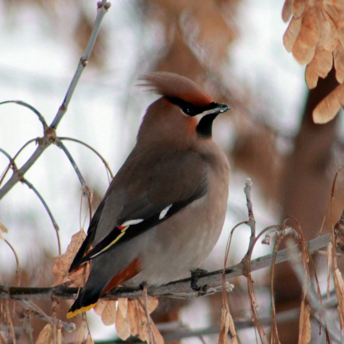 Свиристель самка