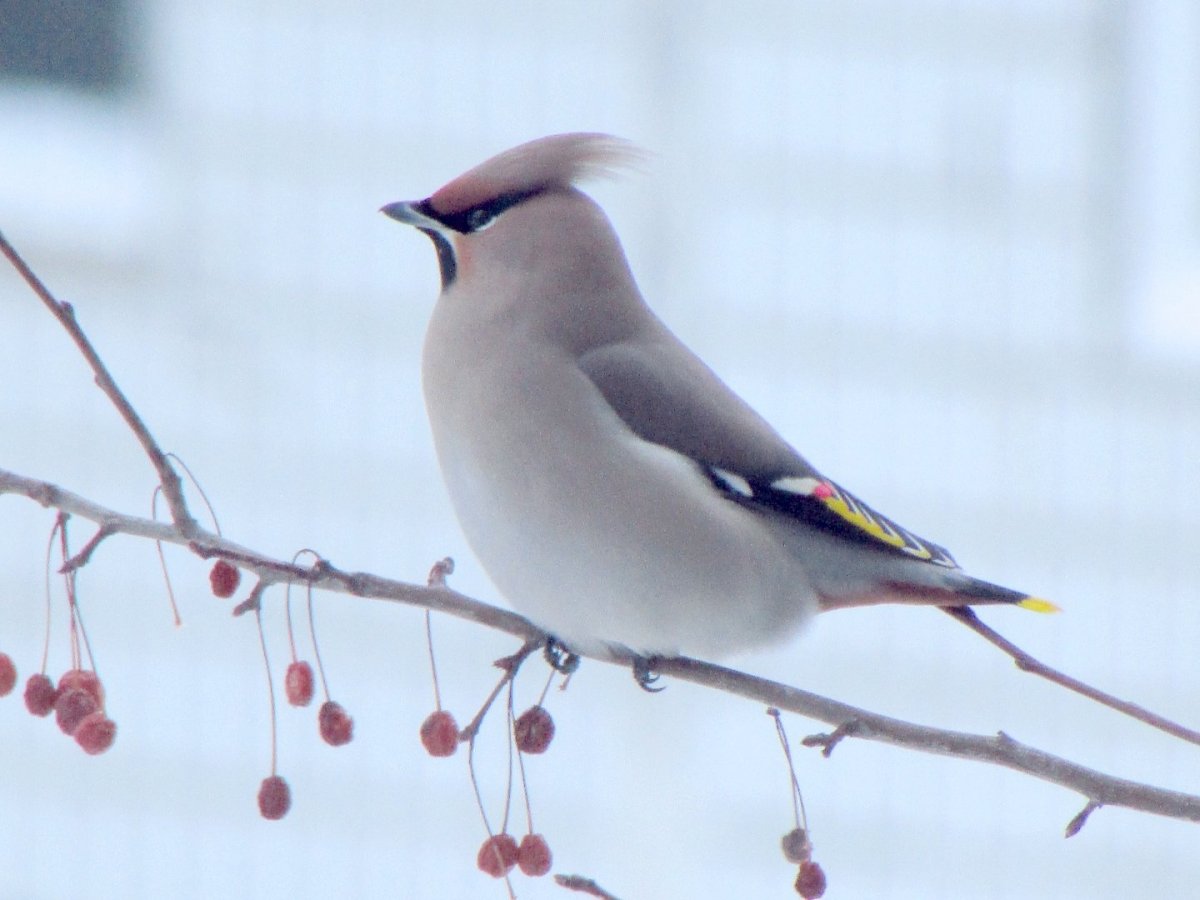 Серая птичка с хохолком
