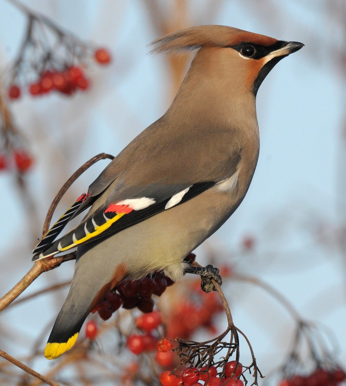 Свиристель обыкновенный (Bombycilla garrulus)