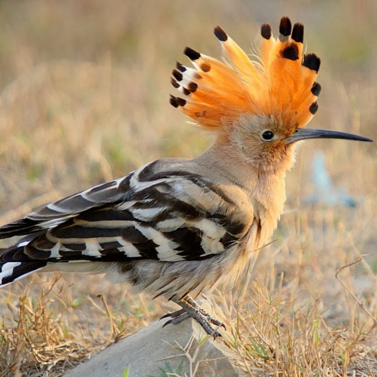 Свиристель птица