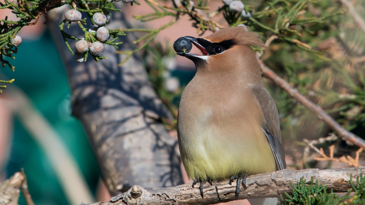 Хохлатая свиристель