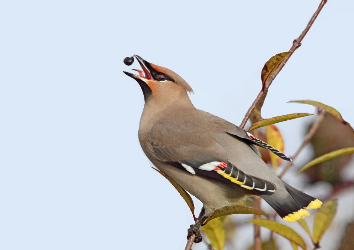 Чибис самка