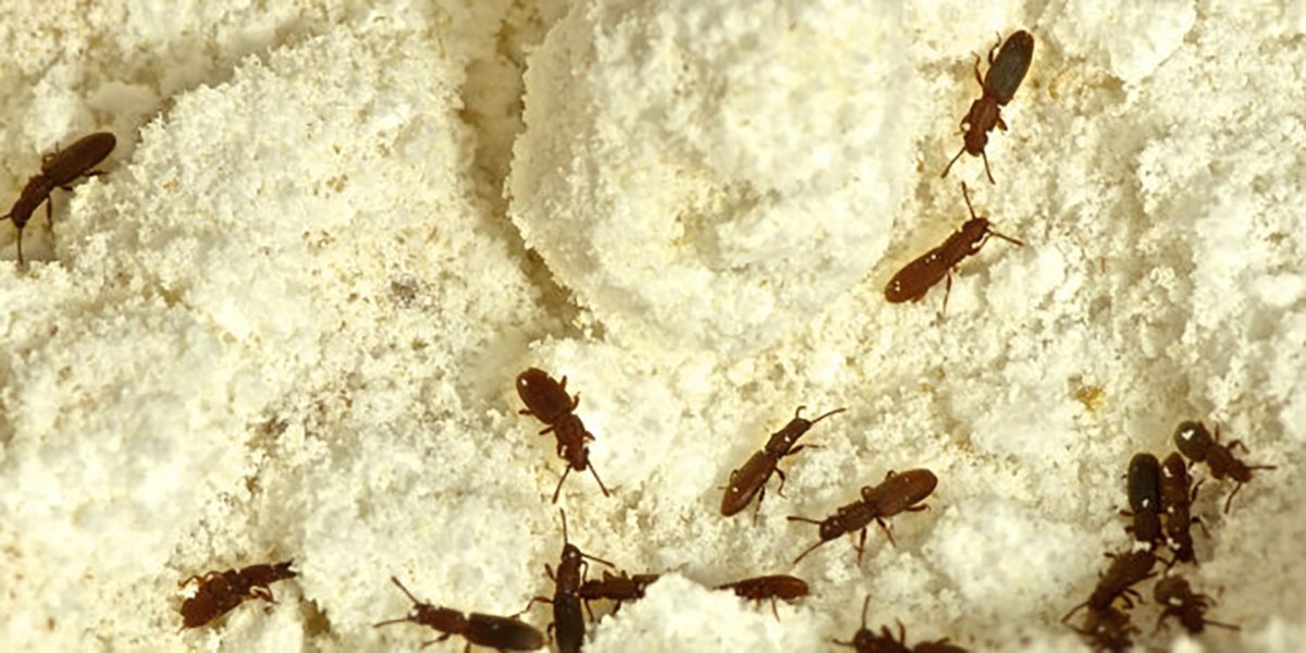 Виды насекомых