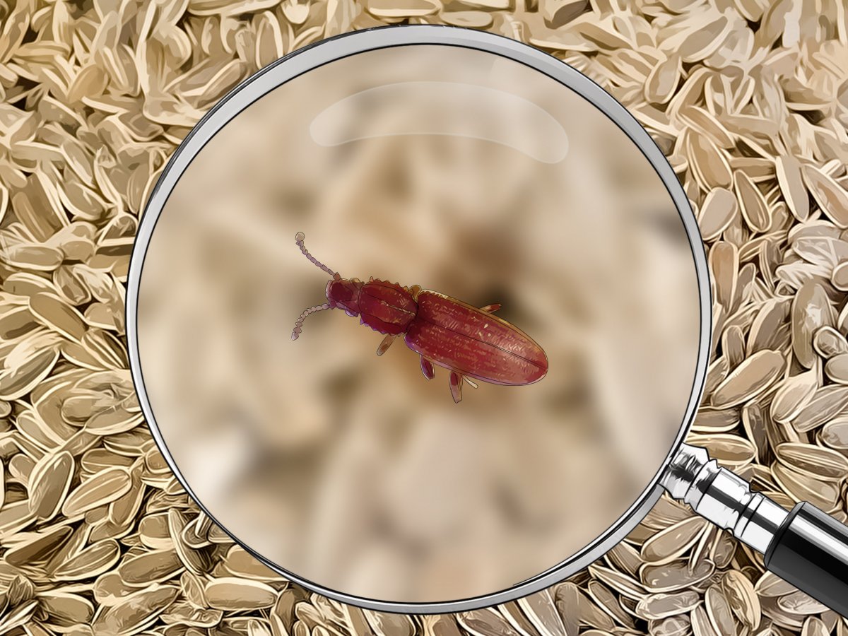 Sitophilus oryzae (рисовый долгоносик)