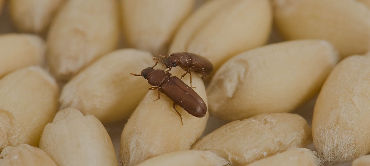 Хлебный Точильщик или кожеед