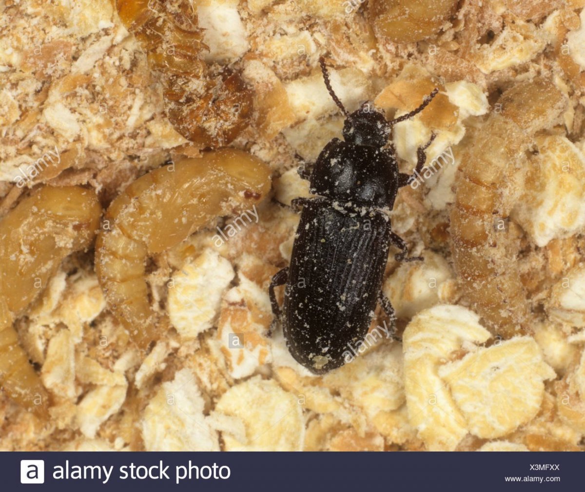 Жук кожеед экскременты