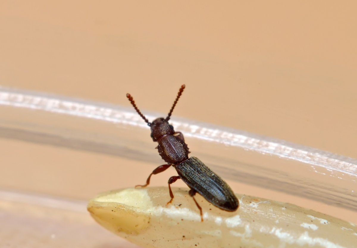 Жук хлебный Точильщик