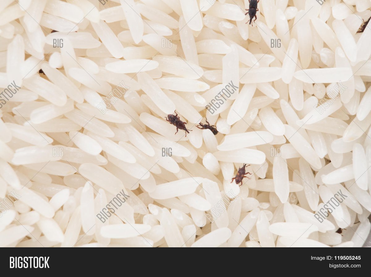 Долгоносик в крупах