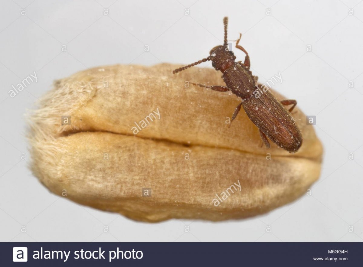 Жук мукоед суринамский