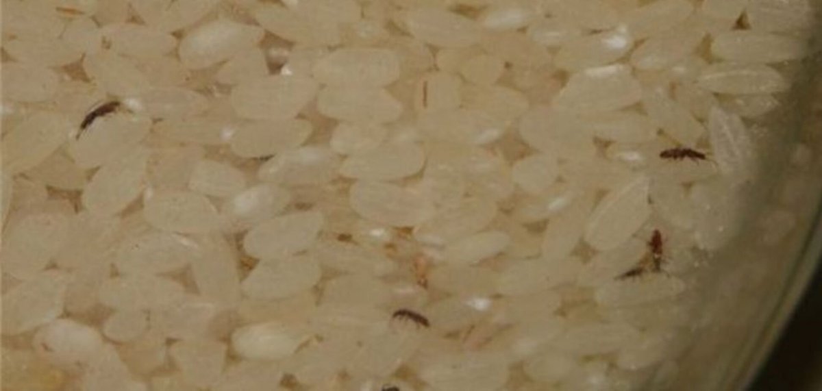 Долгоносики в крупе