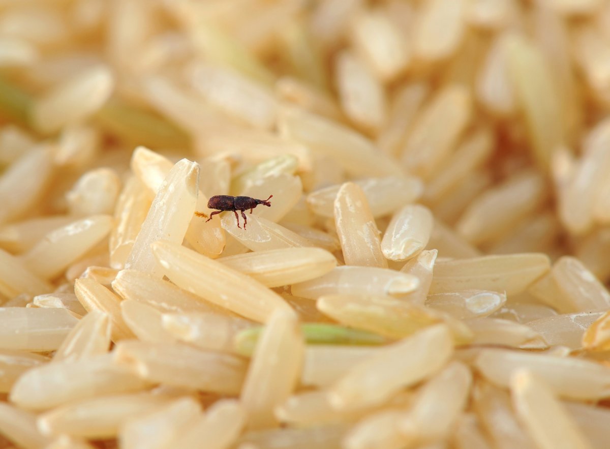 Жук мукоед суринамский