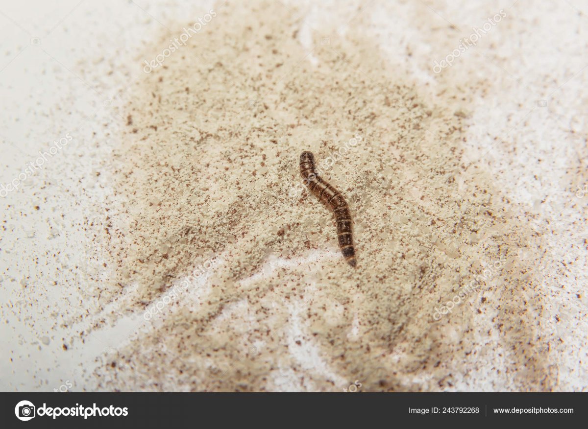 Долгоносик в макаронах