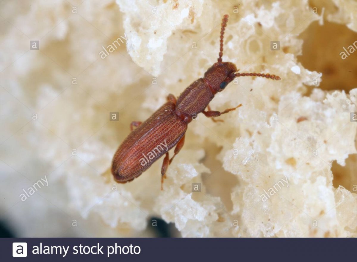 Жучки которые живут в муке