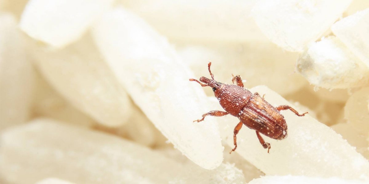 Жучок мукоед