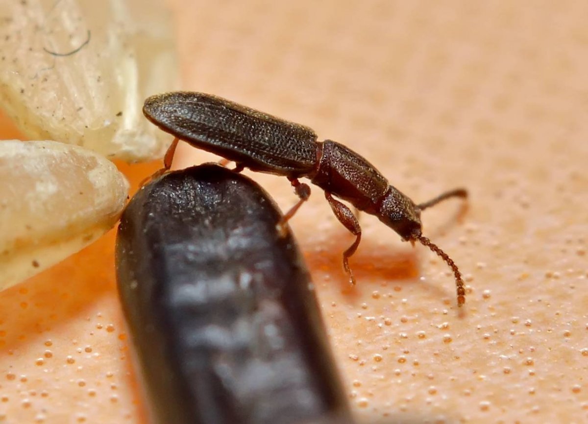 Жук мучной хрущак в крупе