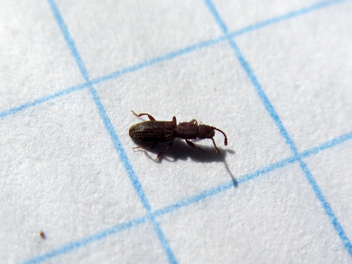 Суматранский мукоед