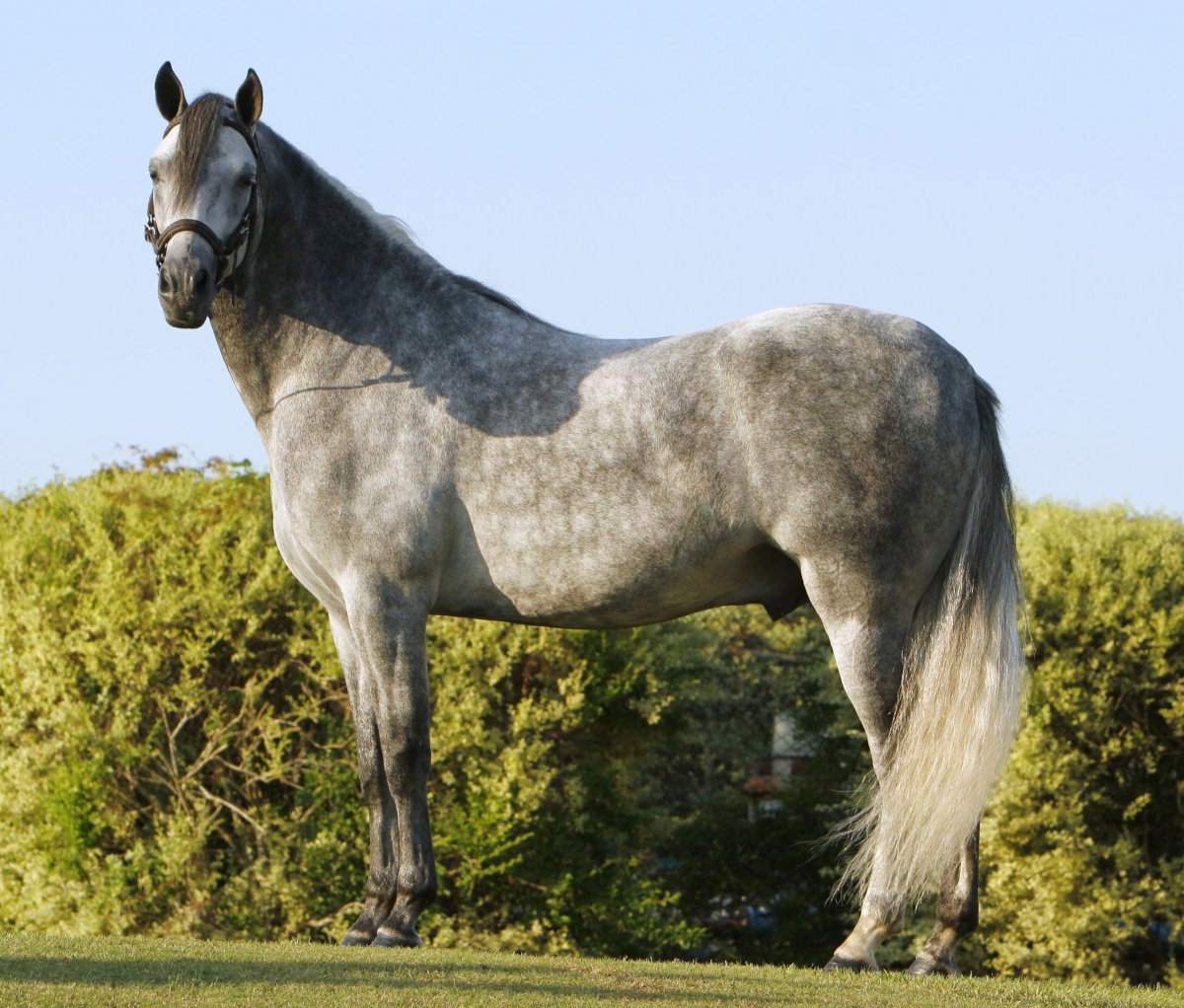 Обои лошади