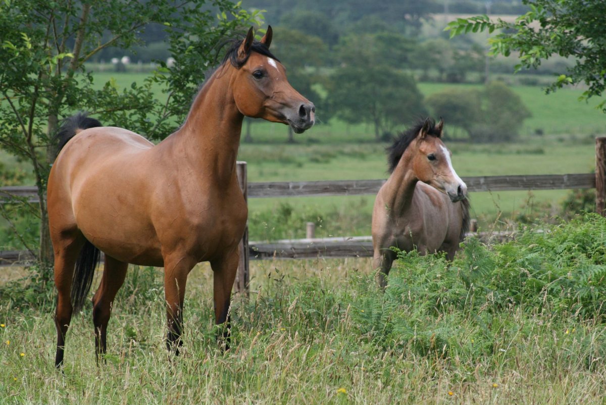 Саврасая масть лошадей