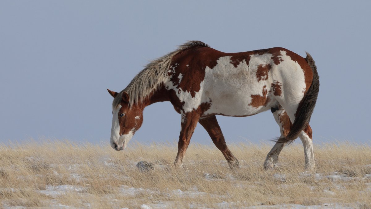 Хафлингер гнедой